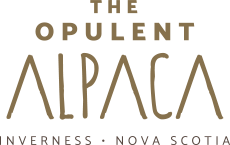 The Opulent Alpaca
